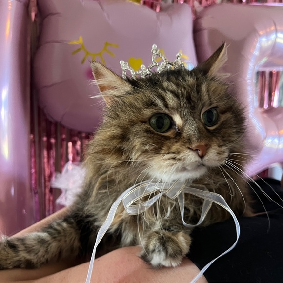 Meet your Posher, Kristy - Picture 9 of 10